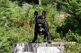 BOULEDOGUE FRANCAIS 065